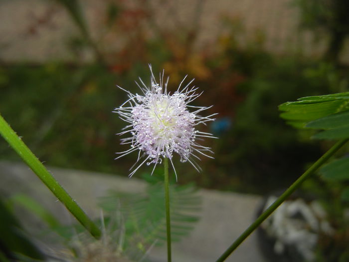 Mimosa pudica (2014, November 15) - Mimosa pudica