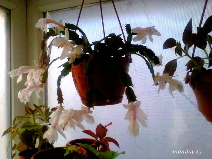 nov 2014 - SCHLUMBERGERA