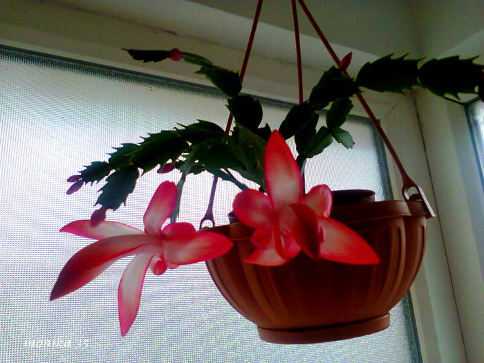 nov 2014 - SCHLUMBERGERA