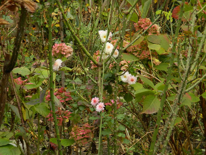 DSCN3609 - NOIEMBRIE_2_2014