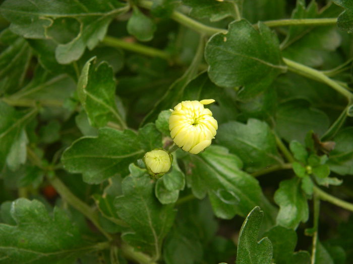 DSCN3617 - NOIEMBRIE_2_2014