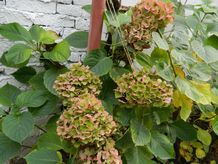 DSCN3625 - NOIEMBRIE_2_2014