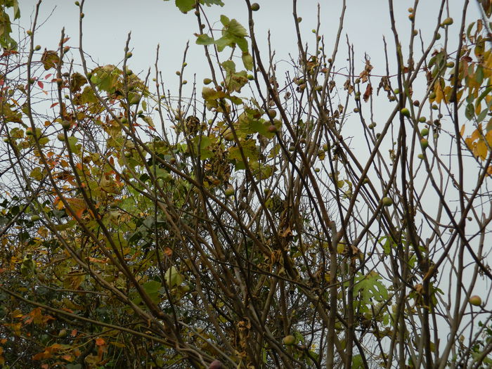 DSCN3643 - NOIEMBRIE_2_2014
