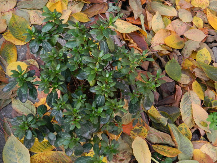 DSCN3659 - NOIEMBRIE_2_2014