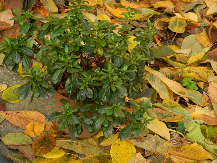 DSCN3660 - NOIEMBRIE_2_2014