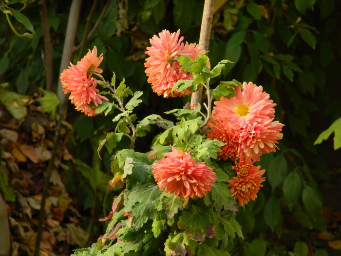 DSCN3670 - NOIEMBRIE_2_2014