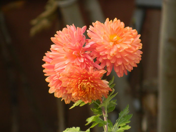 DSCN3671 - NOIEMBRIE_2_2014