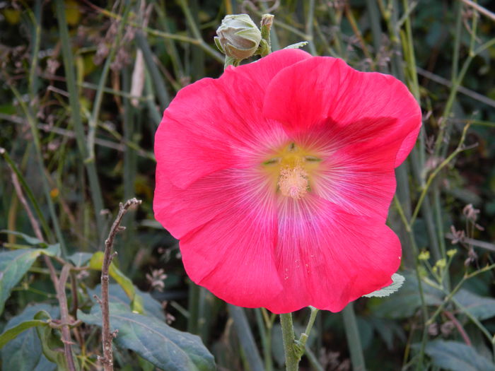 DSCN3680 - NOIEMBRIE_2_2014