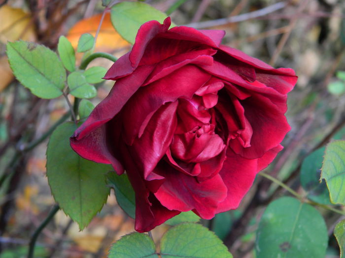 DSCN3692 Crysler Imperial