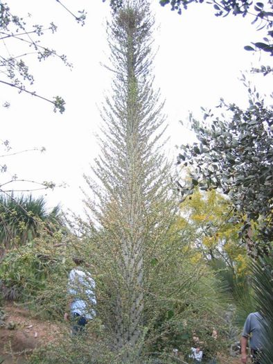 Idria columnaris - ao-alte seminte rare