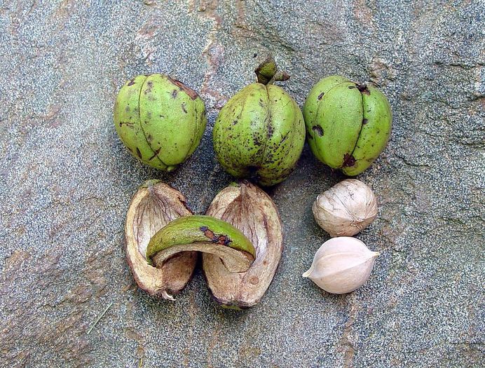 Carya ovata - c_nuci deosebite vanzare