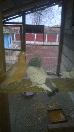 WP_20141118_009 - 5 LUX POLONEZ