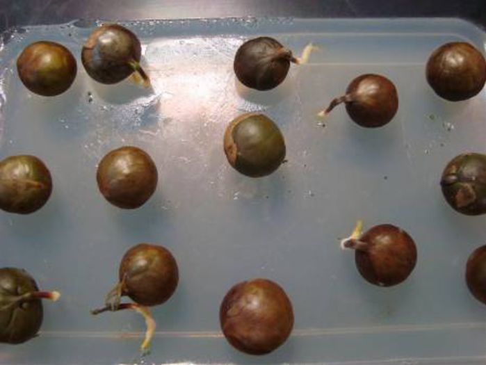Brosimum alicastrum