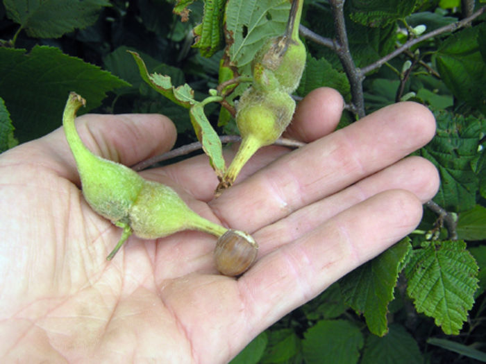 Corylus cornuta
