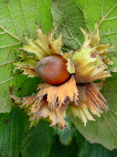 Corylus avellana - c_nuci deosebite vanzare