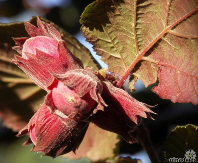 Corylus maxima - c_nuci deosebite vanzare