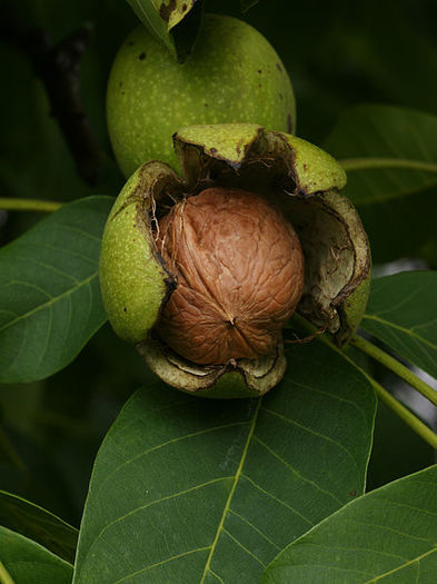 Juglans regia