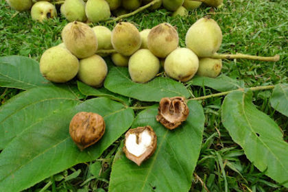 Juglans mandshurica