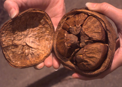 Lecythis spp.