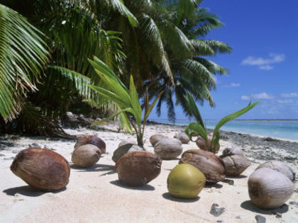 Cocos nucifera pitic