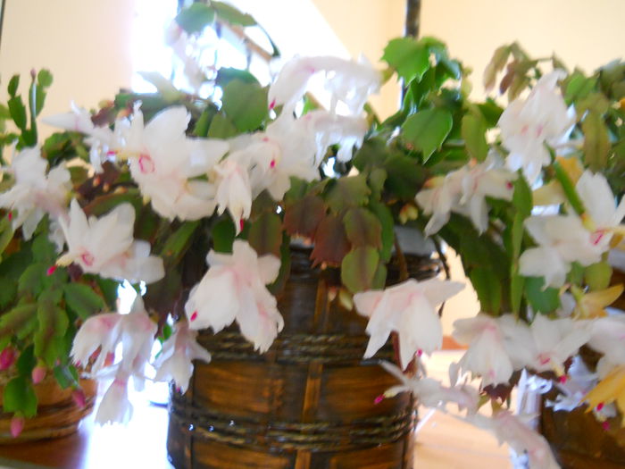 DSCN4927_001
