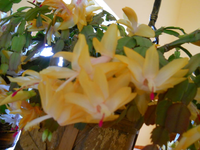 DSCN4929_003