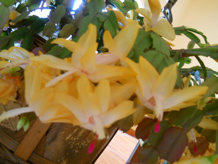 DSCN4930_004