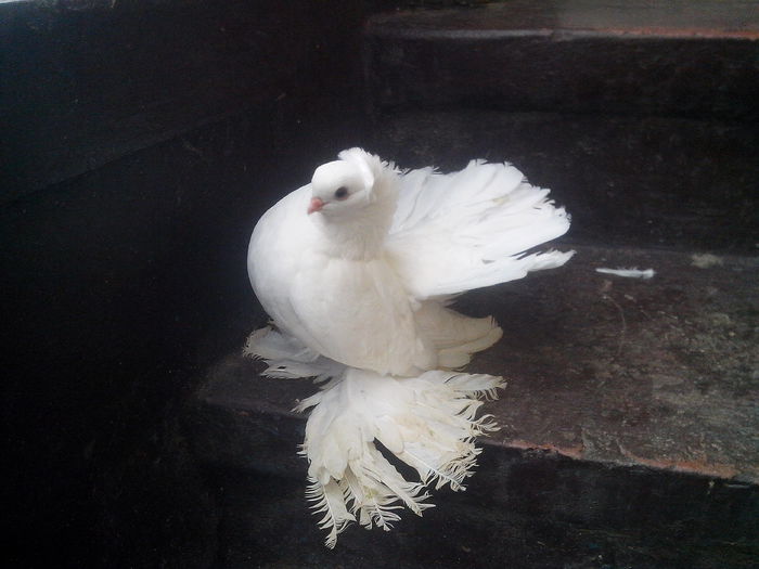 audi (7) - SIBERIENI