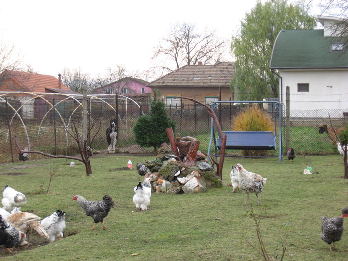 18.11.2014 - C2 Cele 4 anotimpuri - Grădina