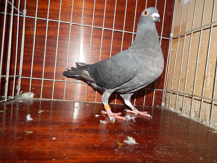 Femela Rec Opal Spread