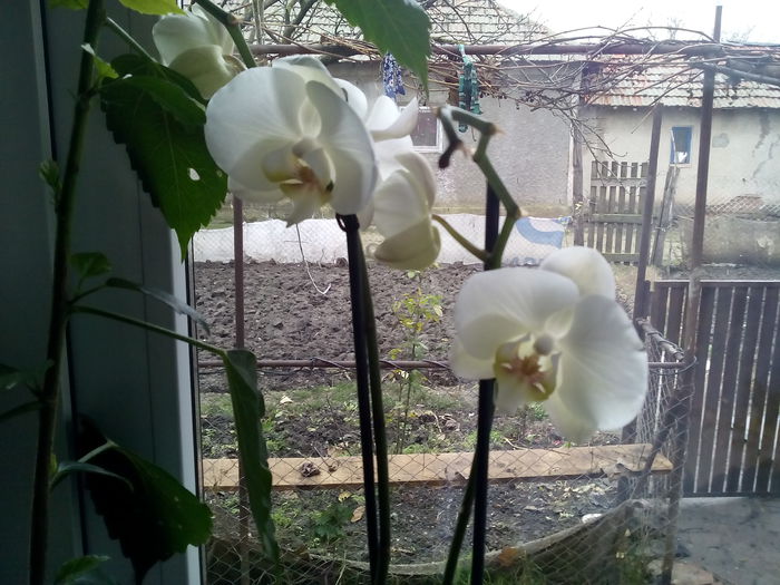 prima dintr-o mica colectie care va urma!