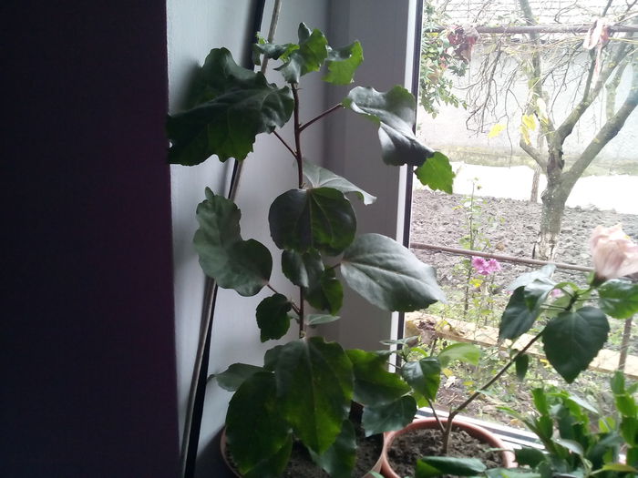 IMG_20141118_142700 - florile mele