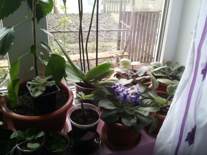 IMG_20141118_142646 - florile mele