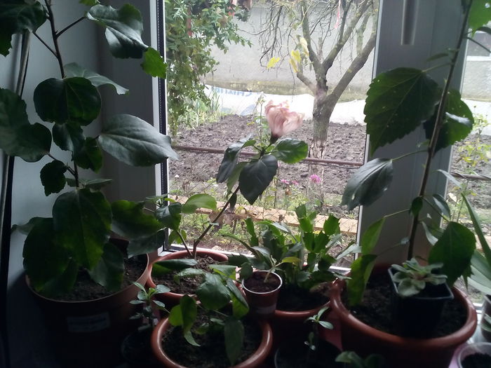 IMG_20141118_142651 - florile mele