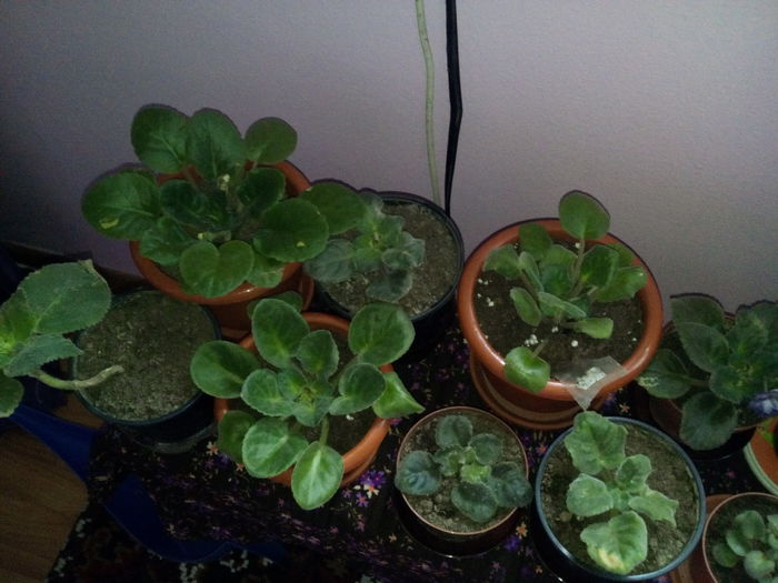 IMG_20141118_142718 - florile mele