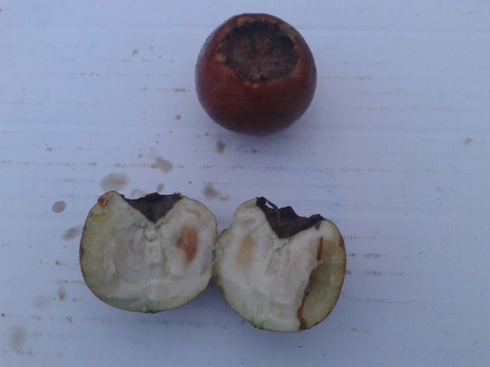 mosmoane - 0 0 Arbusti fructiferi 2017-2018