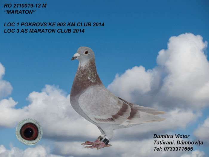 Maraton - POZE PORUMBEI TOP 1 2012-2013-2014