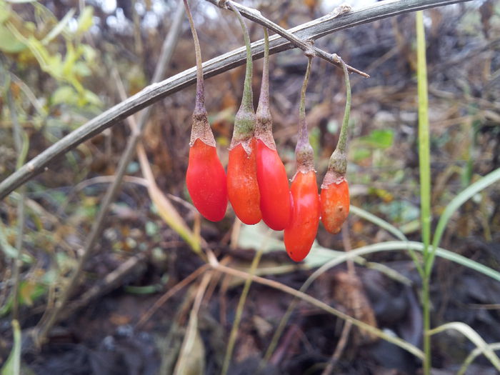 cel din gard - Goji Lycium Barbarum