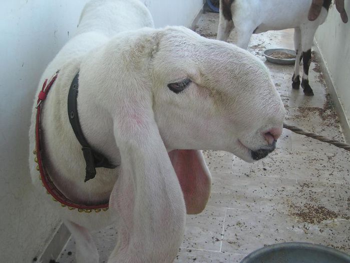Bakra ce urechi lungi au - Rase de oi si capre-Poze deosebite 2