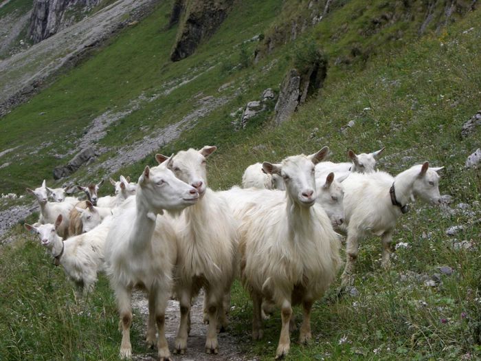 Capre Appenzeller - Rase de oi si capre-Poze deosebite 2