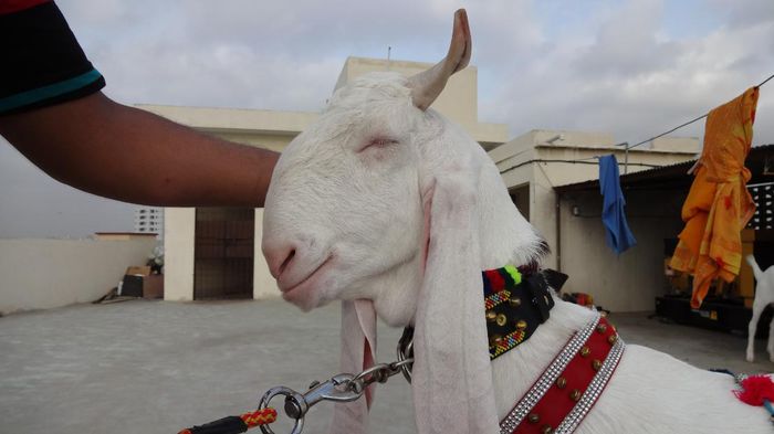 Tap Bakra bland - Rase de oi si capre-Poze deosebite 2