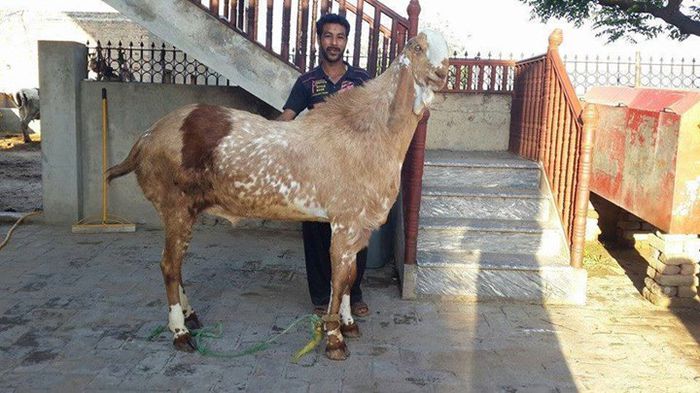 Tap Bakra urias - Rase de oi si capre-Poze deosebite 2