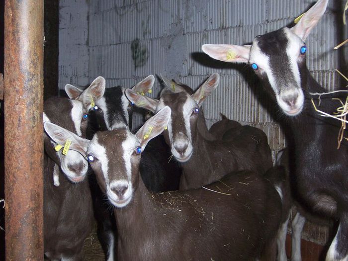 Toggenburg atente la pozare - Rase de oi si capre-Poze deosebite 2