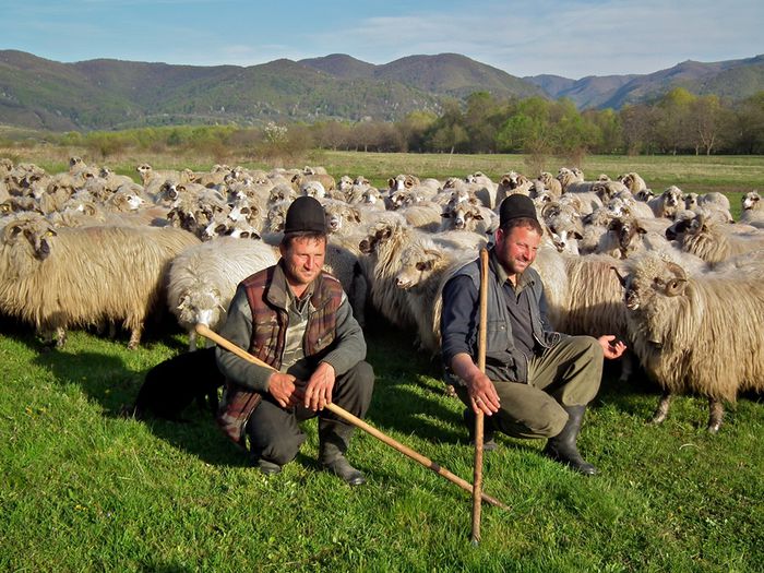 Turcane la soare - Rase de oi si capre-Poze deosebite 2