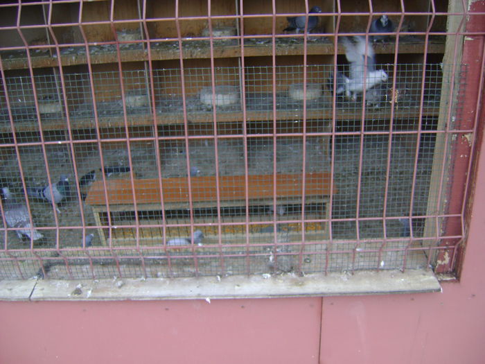 DSC06620 - voliera porumbei