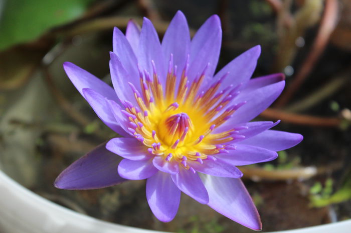 Nymphaea nouchali var. cyanea