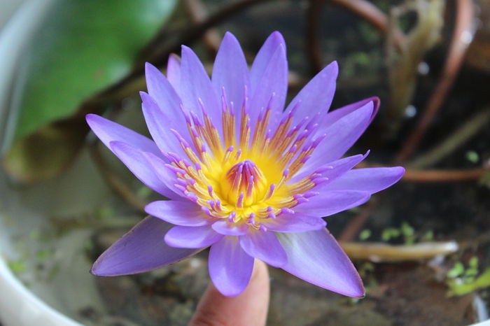 Nymphaea nouchali var. cyanea