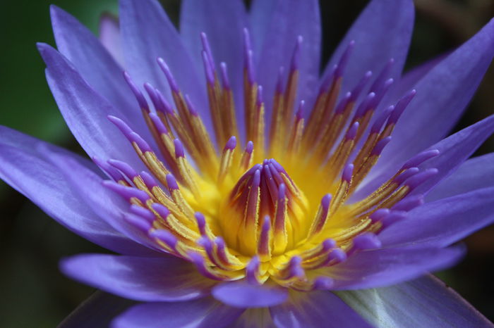 Nymphaea nouchali var. cyanea