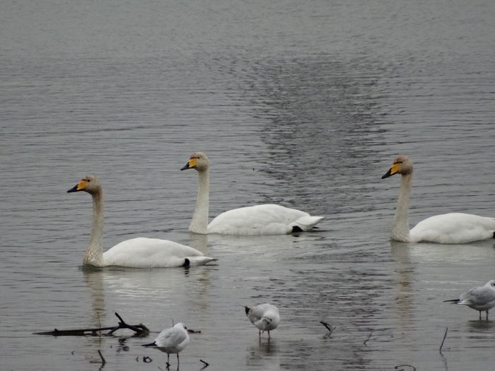 DSC03279 - Lebede pe Arges