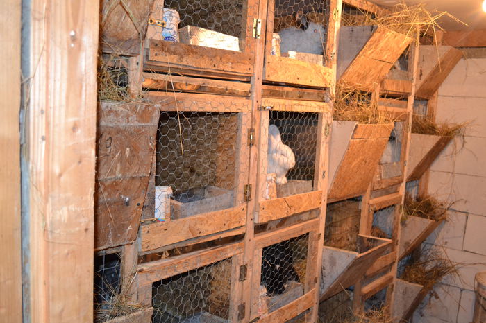 DSC_0287; Cusca femele nr 1
